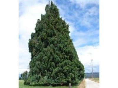 Chamaecyparis lawsoniana Chamaecyparis lawsoniana